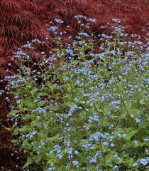 Image result for Brunnera `Jack Frost`