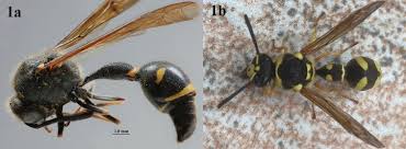 Attēlu rezultāti vaicājumam “Eumenes sp.”