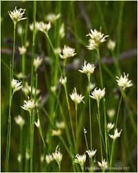 Attēlu rezultāti vaicājumam “Rhynchospora alba flower”