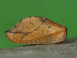 Attēlu rezultāti vaicājumam “Drepanepteryx phalaenoides”