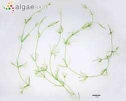 Attēlu rezultāti vaicājumam “Nitella flexilis”