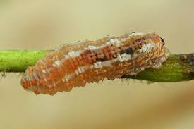 Attēlu rezultāti vaicājumam “Syrphus sp. larva”