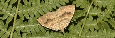 Attēlu rezultāti vaicājumam “Camptogramma bilineata”