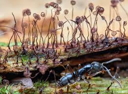 Attēlu rezultāti vaicājumam “Cribraria cancellata stalked”