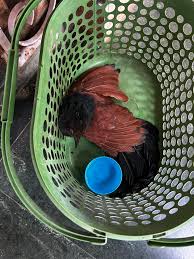 Image result for pheega