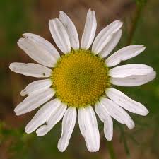 Attēlu rezultāti vaicājumam “Tripleurospermum inodorum flower”