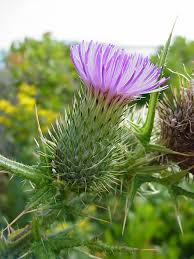 Attēlu rezultāti vaicājumam “Cirsium vulgare”
