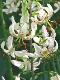 Image result for Lilium martagon Alba