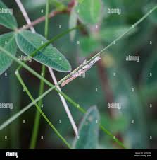 Attēlu rezultāti vaicājumam “Pediasia fascelinella”