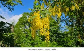 Attēlu rezultāti vaicājumam “Laburnum anagyroides”