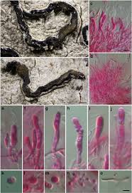 Attēlu rezultāti vaicājumam “Tremella ramalinae”