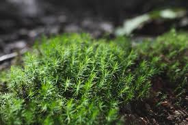 Attēlu rezultāti vaicājumam “Polytrichum strictum”