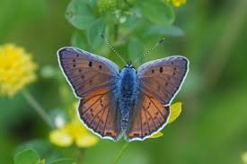 Attēlu rezultāti vaicājumam “Lycaena alciphron underside”