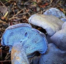 Attēlu rezultāti vaicājumam “Russulales”