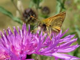 Attēlu rezultāti vaicājumam “Thymelicus lineola male”