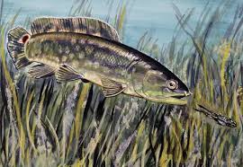 Image result for Amia calva