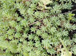Attēlu rezultāti vaicājumam “Sedum pallidum”