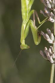 Attēlu rezultāti vaicājumam “Mantis religiosa”