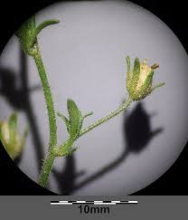 Attēlu rezultāti vaicājumam “Microrrhinum minus flower”