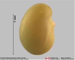 Attēlu rezultāti vaicājumam “Medicago lupulina fruit”