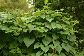 Attēlu rezultāti vaicājumam “Thladiantha dubia”