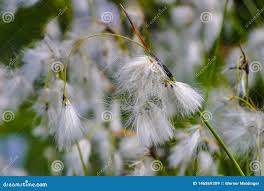 Attēlu rezultāti vaicājumam “Eriophorum latifolium leaf”