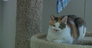 Image result for cat found