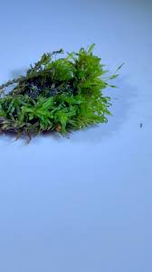 Attēlu rezultāti vaicājumam “Gyroweisia tenuis”