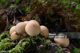 Attēlu rezultāti vaicājumam “Lycoperdon pyriforme”