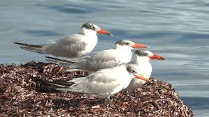 Attēlu rezultāti vaicājumam “Hydroprogne caspia”