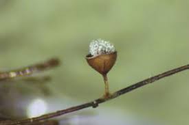 Attēlu rezultāti vaicājumam “Craterium leucocephalum”