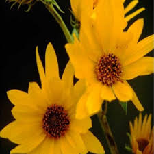 Attēlu rezultāti vaicājumam “Helianthus tuberosus”