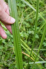 Attēlu rezultāti vaicājumam “Acorus calamus leaf”