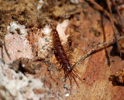 Attēlu rezultāti vaicājumam “Lithobius forficatus”
