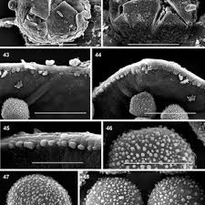 Attēlu rezultāti vaicājumam “Licea pygmaea macro”