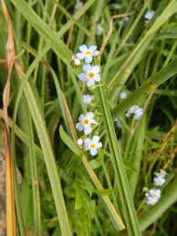 Attēlu rezultāti vaicājumam “Myosotis micrantha”