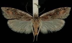 Attēlu rezultāti vaicājumam “Semioscopis oculella”