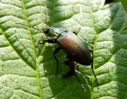 Attēlu rezultāti vaicājumam “Poecilus versicolor”