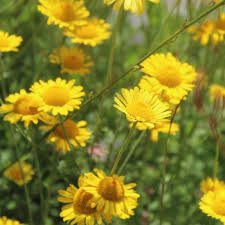 Image result for Färberkamille