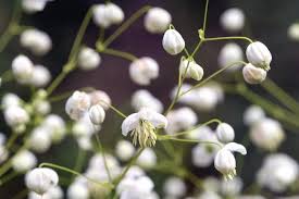 Attēlu rezultāti vaicājumam “Thalictrum lucidum flower”
