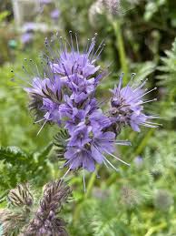 Attēlu rezultāti vaicājumam “Phacelia tanacetifolia”