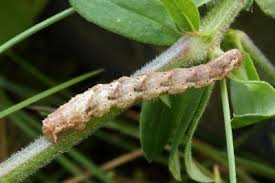 Attēlu rezultāti vaicājumam “Lampropteryx suffumata”