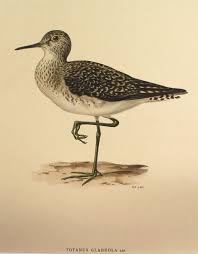 Attēlu rezultāti vaicājumam “Tringa glareola”