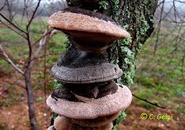 Attēlu rezultāti vaicājumam “Inonotus rheades”