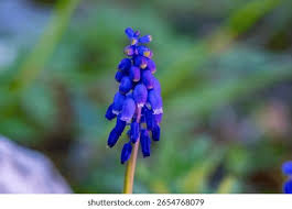 Attēlu rezultāti vaicājumam “Muscari neglectum flower”
