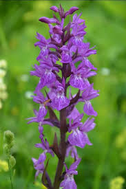 Attēlu rezultāti vaicājumam “Dactylorhiza cruenta leaf”