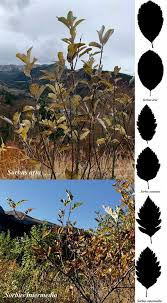 Attēlu rezultāti vaicājumam “Sorbus intermedia leaf”