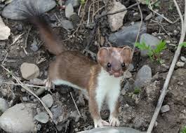 Attēlu rezultāti vaicājumam “Mustela erminea”