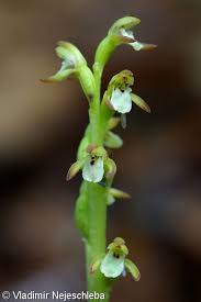 Attēlu rezultāti vaicājumam “Corallorhiza trifida”