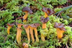 Attēlu rezultāti vaicājumam “Cantharellus lutescens”